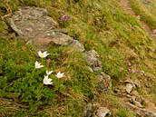 Koniklec bílý (Pulsatilla alba) patří do čeledi pryskyřníkovitých. Slovensky poniklec biely. Fotografováno 6. června 2008 u cesty na vrch Rákoň. Západní Tatry - Roháče, Slovenská republika. V ČR je zařazen k ohroženým druhům (C3).