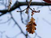 Dub u sv. Donáta nedaleko městyse Škvorec je počátkem jara téměř bez listí. Fotografováno 19. března 2011.