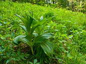 Kýchavice černá (Veratrum nigrum) má lysé listy s výrazným žebrováním. V České republice je zapsána mezi kriticky ohrožené druhy květeny (C1). Džbán, květen 2011.
