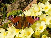 Babočka paví oko - Inachis io (Linnaeus, 1758) patří mezi motýly, kteří přezimují jako dospělci a na jaře vylétají jakmile se oteplí. Fotografováno v Ondřejově u Prahy, 28. března 2012.