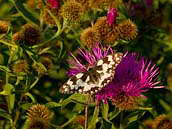 Okáč bojínkový (Melanargia galathea) má jednu generaci v roce. Motýly můžeme spatřit od června do srpna. Národní přírodní rezervace Porážky, červenec 2012. 