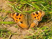 Babočka jilmová (Nymphalis polychloros, Linnaeus, 1758) je velký denní motýl z čeledi babočkovitých (Nymphalidae). CHKO Český kras, údolí Bubovického potoka. Fotografováno 29. dubna 2010.
