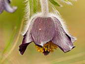 Koniklec luční český (Pulsatilla pratensis subsp. bohemica) je silně ohroženým druhem (C2) z čeledi pryskyřníkovité. Má tzv. nicí květy, tedy dolů visící. Fotografováno 9. dubna 2011 na PP Pitkovická stráň na okraji Prahy.