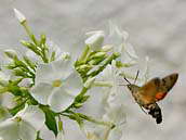 Dlouhozobka svízelová (Macroglossum stellatarum) saje za letu nektar z květů. Šumava, srpen 2013.
