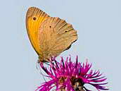 Samec okáče lučního (Maniola jurtina L.) na květu. Dospělci tohoto motýla jsou relativně málo pohybliví, letový rozsah jedince nebývá větší než ca 100 metrů, při případných přesunech mezi biotopy motýli letí přímým nepřerušovaným letem. CHKO Bílé Karpaty, NPR Porážky, červenec 2012.