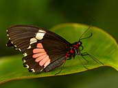 Papilio anchisiades z čeledi otakárkovití žije především v Texasu a Brazílii. 
