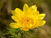 Žluté květy hlaváčku jarního (Adonis vernalis) jsou už z dálky velmi nápadné. České středohoří, Oblík, duben 2010. Je zařazen k silně ohroženým druhům naší květeny (C2).