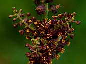 Kýchavice černá (Veratrum nigrum) má černě purpurové až tmavě fialové květy. Je zapsána mezi kriticky ohrožené druhy naší květeny (C1). Džbán, srpen 2011.
