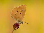 Modrásek bahenní (Maculinea nausithous) saje na krvavci totenu, který je živnou rostlinou housenek. Červenec 2011, Motýlí step Pichce u Příbrami. 