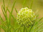 Odkvetlý hlaváček jarní (Adonis vernalis). Tato rostlina patří k silně ohroženým druhům naší květeny (C2). Duben 2011, Milovická stráň.