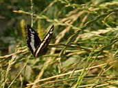 Okáč voňavkový (Brintesia circe, Fabricius, 1775) je velmi plachý. Létá často i velmi nízko nad zemí. Za letu je vidět výrazný kontrast bílého pruhu a tmavě hnědého zbarvení na vrchních křídlech. CHKO Bílé Karpaty, NPR Porážky, červenec 2012.