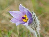 Koniklec velkokvětý (Pulsatilla grandis) má květ otočený vzhůru. Roste na slunných a především vápencových stráních, na skalních i travnatých stepích. Silně ohrožený druh naší květeny (C2). Fotografováno 17. dubna 2010 v NP Podyjí.