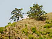 Pohled z údolí řeky Jihlavy na národní přírodní rezervaci Mohelenská hadcová step. Konec dubna 2011.