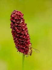 Krvavec toten (Sanguisorba officinalis) je rostlina z čeledi růžovitých. Často slouží jako přistávací plocha nejen pro motýly, ale i pro další hmyz. Slavíkovy ostrovy u Přelouče, srpen 2011.