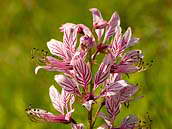 Třemdava bílá (Dictamnus albus) má květy uspořádány v souměrných hroznech. Patří mezi naše ohrožené rostliny (C3). České středohoří, červen 2010.