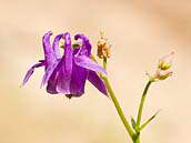 Orlíček obecný (Aquilegia vulgaris) z čeledi pryskyřníkovitých u nás patří k ohroženým druhům květeny (C3). Fotografováno 22. května 2011, Přírodní park Džbán (Rakovnicko).
