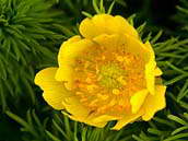 Květy hlaváčku jarního (Adonis vernalis) jsou velmi výrazně žluté. 