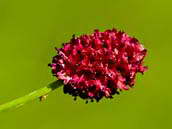 Krvavec toten (Sanguisorba officinalis) je rostlina z čeledi růžovitých. Dorůstá výšky až 1 metru, nejčastěji roste na travnatých plochách. Slavíkovy ostrovy u Přelouče, srpen 2011.