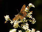 Hnědásek osikový (Euphydryas maturna) s oblibou saje nektar na ptačím zobu obecném (Ligustrum vulgare). Kriticky ohrožený druh, jeden z nejohroženějších druhů denních motýlů v České republice. 