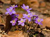 Jaterník podléška (Hepatica nobilis Mill.). Okvětních lístků bývá 5 – 10, květ je blankytně modrý, vzácně růžový nebo bílý. Vrch Medník u Pikovic, březen 2010.
