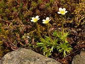 Lomikámen trsnatý křehký (Saxifraga rosacea subsp. sponhemica) obývá balvanité sutě nebo srázné skalní stěny, vesměs na stanovištích se severní expozicí. Květen 2011, České středohoří, vrch Ostrý.