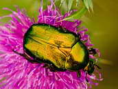 Zlatohlávek zlatý (Cetonia aurata) je brouk z čeledi vrubounovitých, v Česku je nejhojnějším druhem zlatohlávka. Arboretum Kamenárka, Štramberk, srpen 2009.