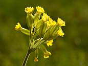 Prvosenka jarní (Primula veris L.) roste v dubohabřinách, šípákových doubravách, ve květnatých bučinách a suťových lesích, často i v jejich lemech. Duben 2010, CHKO Český kras.
