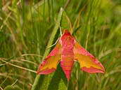 Lišaj kyprejový (Deilephila porcellus) patří k menším lišajům. Motýl létá v květnu až červnu, někdy ještě v druhé generaci v sprnu. Fotografováno 1. května 2011, Pavlovské vrchy.