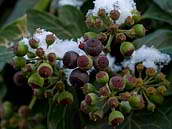 Plody břečťanu popínavého (Hedera helix) dozrávají koncem zimy a začátkem jara. Únor 2013, Praha 10 - Strašnice.