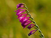 Mečík střechovitý (Gladiolus imbricatus) má 4 - 10 květů v květenství (podstatný rozdíl od mečíku bahenního, který má květů méně). Patří k silně ohroženým druhům naší květeny (C2b). Bílé Karpaty, NPR Porážky, červenec 2012.
