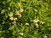 Klokoč zpeřený (Staphylea pinnata L.) je keř, jehož pěstování se datuje od konce 16. století. Český název klokoč mu dali naši předkové, protože zralé tobolky chřestí - klokotají. Patří k ohroženým druhům naší květeny (C3). NPR Pouzdřanská step, duben 2011.
