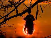 Panenka na lípě u sv. Donáta nedaleko městyse Škvorec. Přivazování panenek na stromy je velmi oblíbené například v Bulharsku. Svátek se zde nazývá Baba Marta, kdy "baba" znamená "babička" a "Marta" pochází od slova "mart" – "březen". Fotografováno 19. března 2011 při západu slunce.