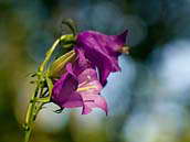 Zvonek broskvolistý (Campanula persicifolia) je vytrvalá bylina z čeledi zvonkovitých. Kvete od června do srpna. CHKO Český kras, červen 2011.
