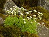 Lomikámen trsnatý křehký (Saxifraga rosacea subsp. sponhemica) obývá balvanité sutě nebo srázné skalní stěny, vesměs na stanovištích se severní expozicí. Květen 2011, České středohoří, vrch Ostrý.