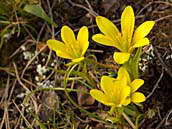 Křivatec český pravý (Gagea bohemica subsp. bohemica) patří mezi silně ohrožené druhy naší květeny (C2). Duben 2013, PP Jenerálka, Praha 6 Dejvice.