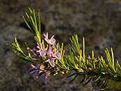 Rozmarýn lékařský (Rosmarinus officinalis) stálezelená léčivá rostlina z čeledi hluchavkovitých keřovitého vzrůstu, někdy též označovaná jako rozmarýna lékařská. Itálie, poloostrov Gargano, Monte Saraceno, duben 2014.
