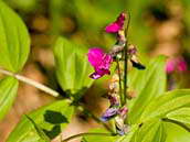 Hrachor jarní (Lathyrus vernus) kvete obvykle od dubna do května.  České středohoří, květen 2011.