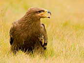 Orel stepní (Aquila nipalensis) patří do čeledi jestřábovitých. Nešetří hlasitými zvukovými projevy. Stanice terénní ochrany přírody STOP Lipec.