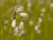 Suchopýr (Eriophorum L.) rod jednoděložných rostlin z čeledi šáchorovité. Dolomity, červenec 2010.