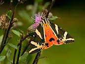 Přástevník kostivalový (Callimorpha quadripunctaria) používá barevnost křídel k zastrašení nepřítele. Srpen 2011, Český kras.