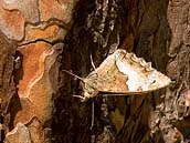 Okáč bělopásný (Hipparchia alcyone) rád usedá na kmeny borovic. Stačí mírné naklonění křídel a máte problém ho spatřit. Fotografováno v červenci 2011 na Sedlčansku.