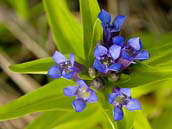 Hořec křížatý (Gentiana cruciata) patří mezi silně ohrožené druhy naší květeny (C2b). V České republice je jedinou živnou rostlinou modráska hořcového Rebelova (Maculinea alcon rebeli).  Červenec 2009, Milovice, Středočeský kraj.