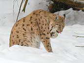 rys ostrovid (Lynx lynx) se věnuje očistě. NP Bavorský les, 13. března 2010 