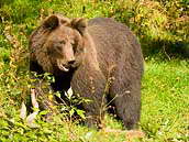 Medvěd hnědý (Ursus arctos) je největší evropská šelma a jediný zástupce své čeledi, který se vyskytoval a vzácně i vyskytuje na území České republiky.
