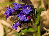 Plicník úzkolistý (Pulmonaria angustifolia L). Jeho květenství je vrcholovým vijanem, kde jsou květy ve zvonkovitém žláznatém kalichu, koruna má nejdříve karmínovou barvu, později azurově modrou. Kvete od dubna do května. V Česku je druhem silně ohroženým (C2b). Duben 2012, České středohoří.