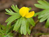 Žluté hlavičky talovínu zimního (Eranthis hyemalis) se objevují již v průběhu února hlavně v zahrádkách. Původem je tato rostlina doma v jižní Evropě.