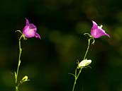 Zvonek broskvolistý (Campanula persicifolia) je vytrvalá bylina z čeledi zvonkovitých. Kvete od června do srpna. CHKO Český kras, červen 2011.
