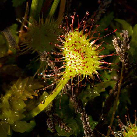 Rosnatka okrouhlolistá (Drosera rotundifolia) je masožravá rostlina z rodu rosnatek rostoucí nejčastěji v rašeliništích, mokřadech a močálech. Fotografováno 11. září 2011 v Brdech.