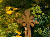 Břečťan popínavý (Hedera helix) hojně roste na hřbitovech. Kvete koncem léta až počátkem podzimu. Květy se objevují až na starších rostlinách. Fotografováno 16. září 2011 v Praze na Olšanských hřbitovech. 