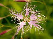 Hvozdík pyšný (Dianthus superbus) patří k silně ohroženým druhům naší květeny (C2t). Bílé Karpaty, národní přírodní rezervace Jazevčí, červenec 2013.